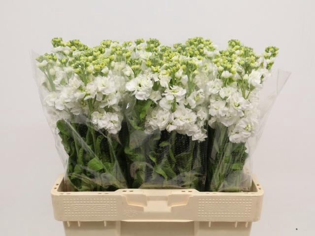 <h4>MATTH STOX WHITE</h4>