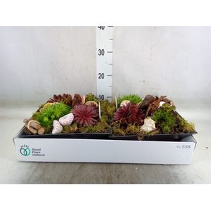Arr.  Sempervivum L%