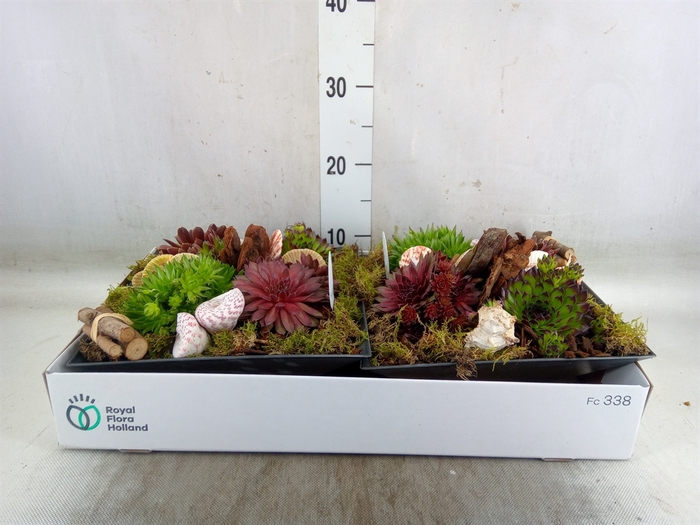 <h4>Arr.  Sempervivum L%</h4>