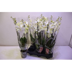 arr8 Phal An Inverness