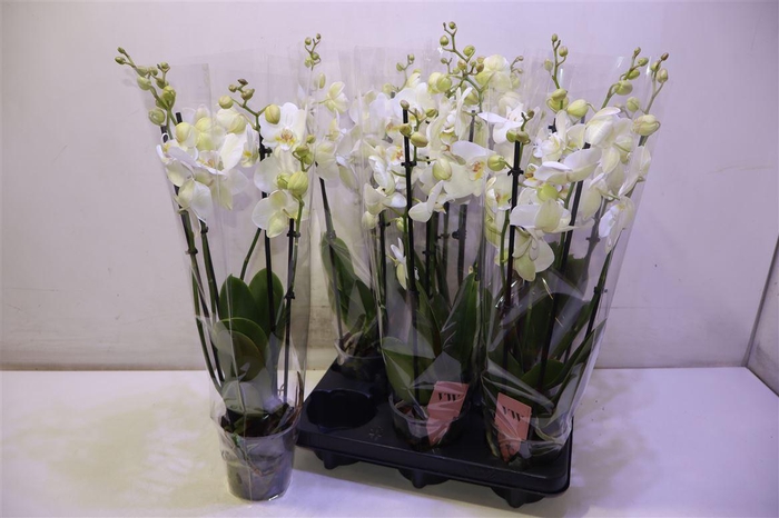 <h4>arr8 Phal An Inverness</h4>