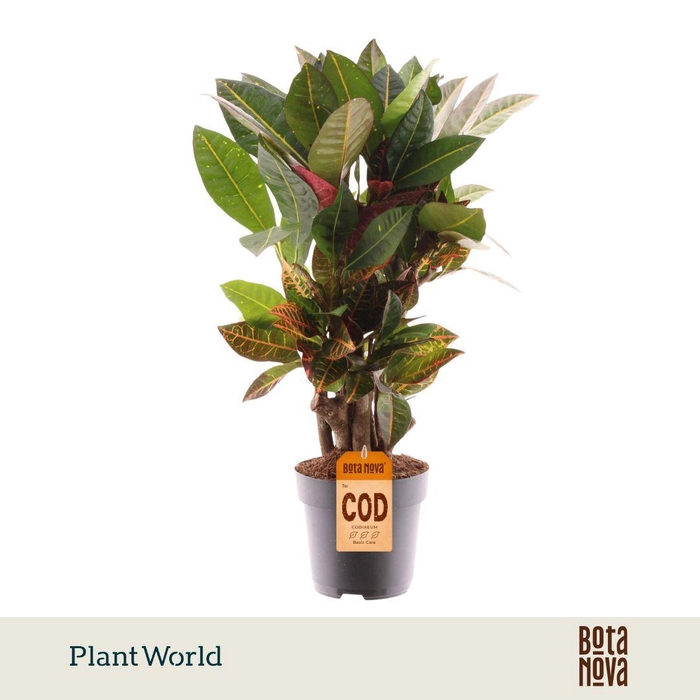 <h4>Croton Petra vertakt</h4>
