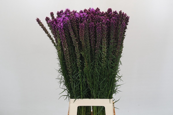 <h4>Liatris Spicata</h4>