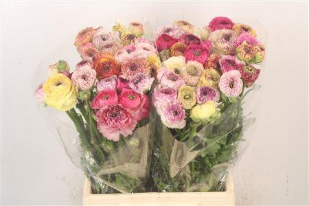 <h4>Ran El. Stripes Ex</h4>