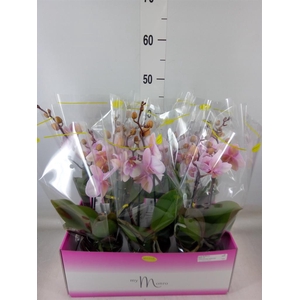 Phalaenopsis   ...rose