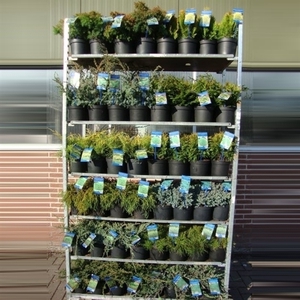 Coniferen mix P17 (minimum order one layer)
