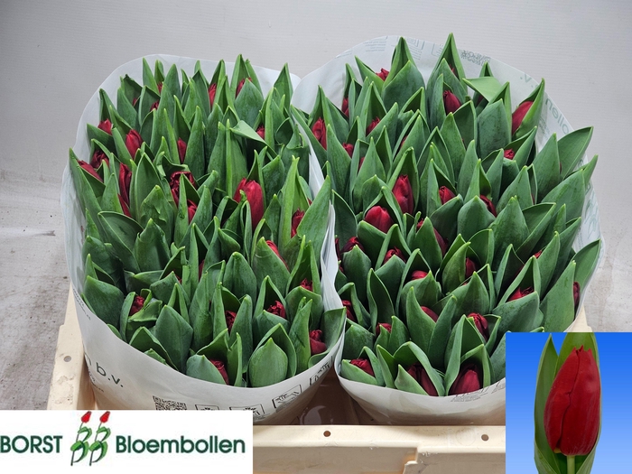 <h4>TU EN DYNAMO</h4>