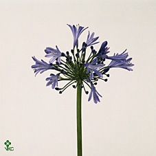 Agapanthus Mediterranee