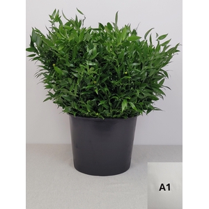 RUSCUS KORT PB