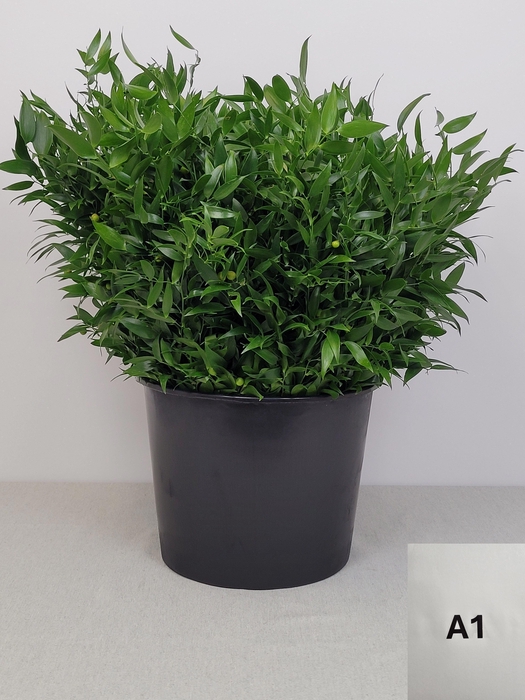 <h4>RUSCUS KORT PB</h4>