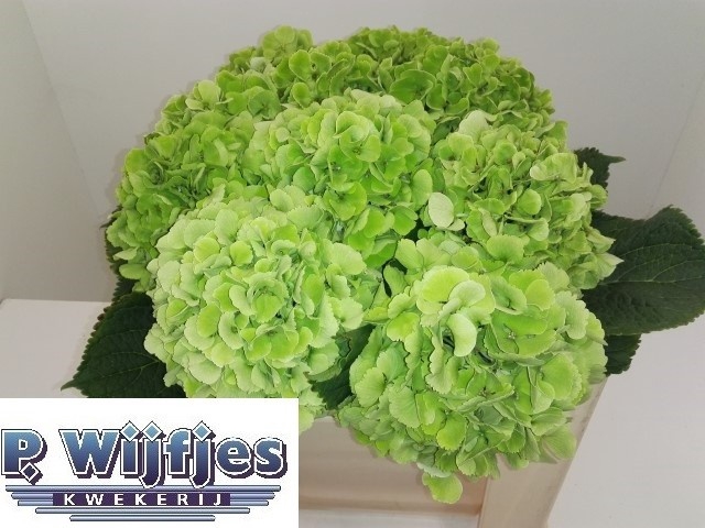 <h4>HYDR M CH VERENA CL</h4>
