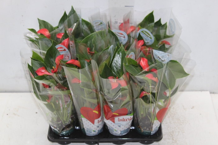 <h4>ANTHURIUM TRILLIONS RED P06</h4>
