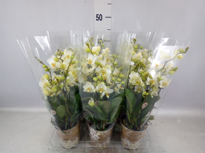 <h4>Phalaenopsis multi. 'Ant Lausanne'</h4>