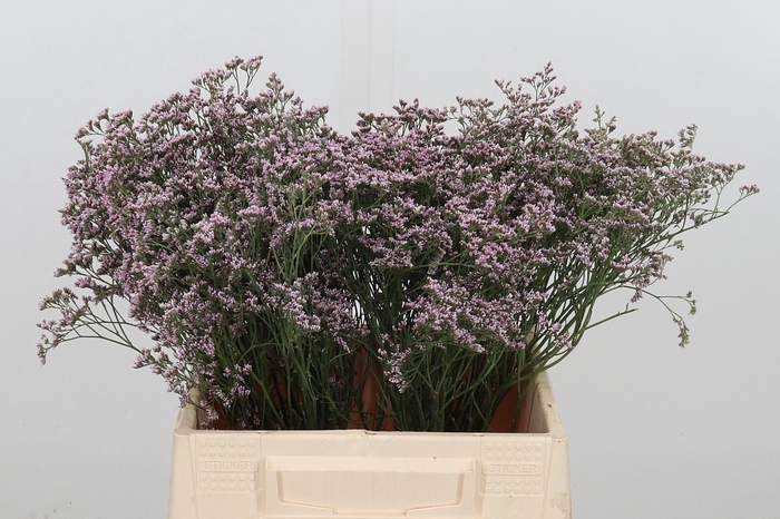 <h4>Lim Saf Oshi Pink</h4>