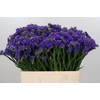 Limonium Navy Sun Birds