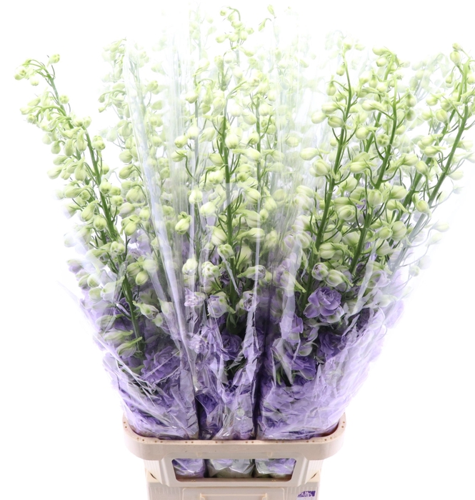 <h4>Delphinium Lavender Love</h4>