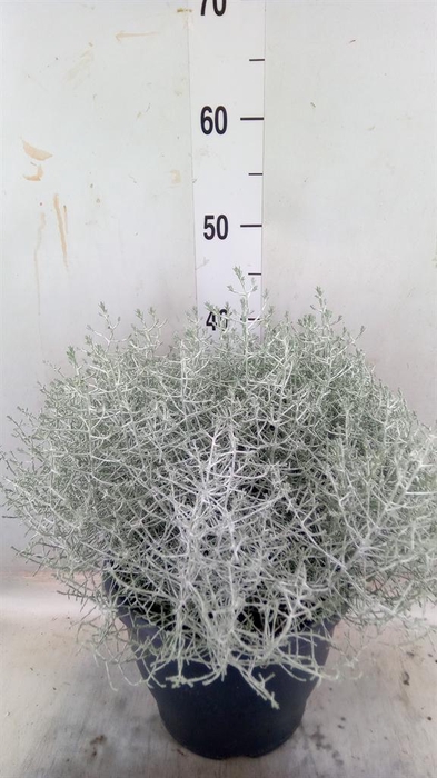 <h4>Leucophyta brownii</h4>