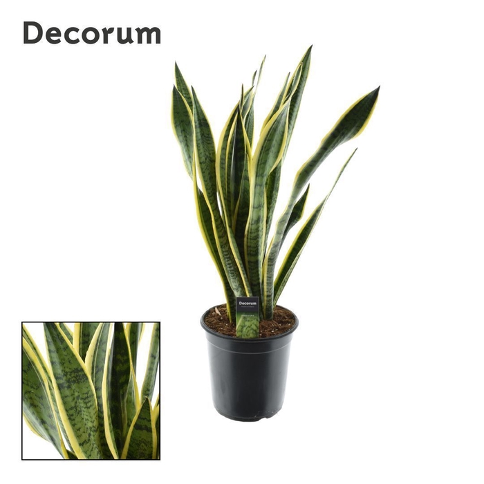 Sansevieria Laurentii (Decorum) 24 cm