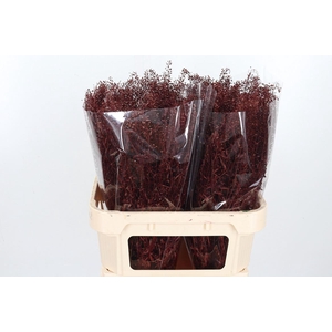 Lepidium Kl Bh Bordeaux