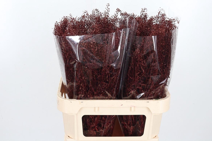 <h4>Lepidium Kl Bh Bordeaux</h4>