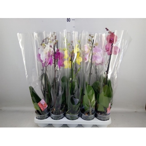 Phalaenopsis   ...mix