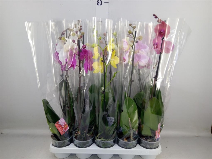 <h4>Phalaenopsis   ...mix</h4>