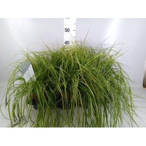 Carex oshimensis 'Everest'