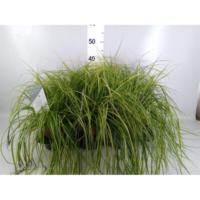 <h4>Carex oshimensis 'Everest'</h4>