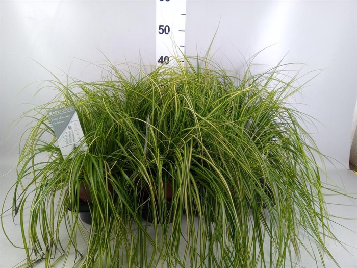 Carex oshimensis 'Everest'