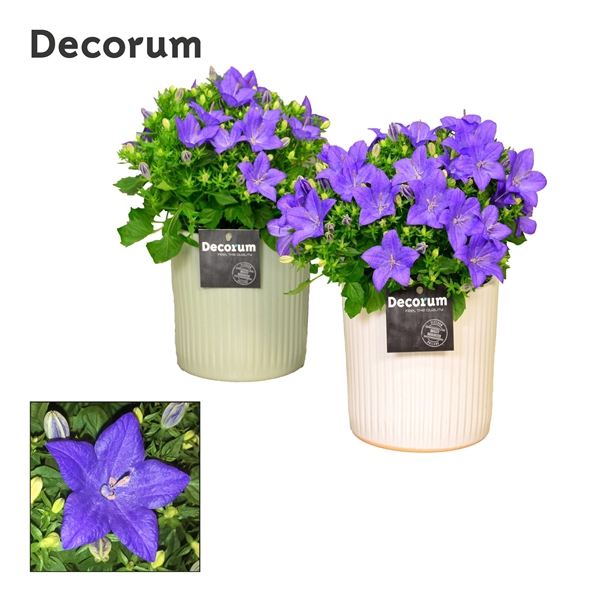 <h4>Campanula Napoli Lucille</h4>