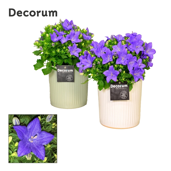 <h4>Campanula 'Napoli' Decorum Sophie</h4>