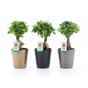 Ficus micr. Ginseng in Infinity keramiek