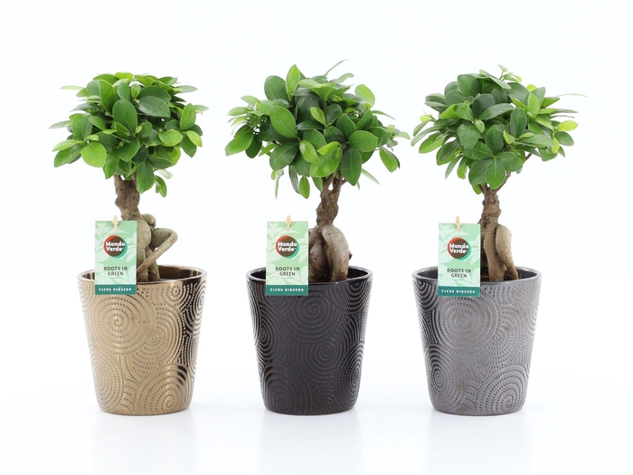 <h4>Ficus micr. Ginseng in Infinity keramiek</h4>