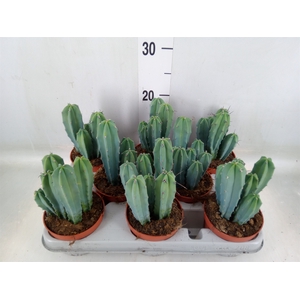 Cereus   ...