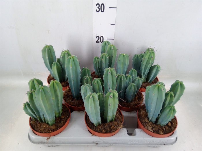 <h4>Cereus   ...</h4>
