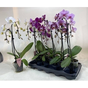 PHAL GEM