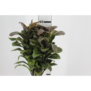 FOLHAGEM DRACENA BABY CHOCOLATE VERDE
