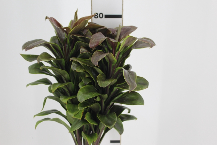 <h4>FOLHAGEM DRACENA BABY CHOCOLATE VERDE</h4>