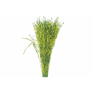 Dried Artz Rice Grass Van Gogh Bunch
