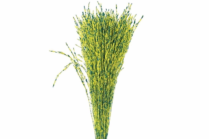 <h4>Dried Artz Rice Grass Van Gogh Bunch</h4>