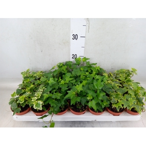 Hedera   ...mix