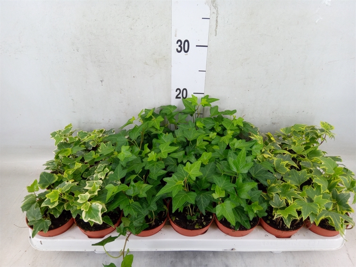<h4>Hedera   ...mix</h4>