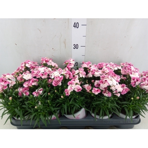 Dianthus  'Sprint Pink and Proud'