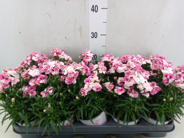 <h4>Dianthus  'Sprint Pink and Proud'</h4>