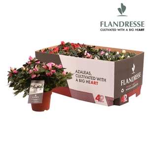 Azalea Flandresse® 'Four Times Two' 22 - 25 cm