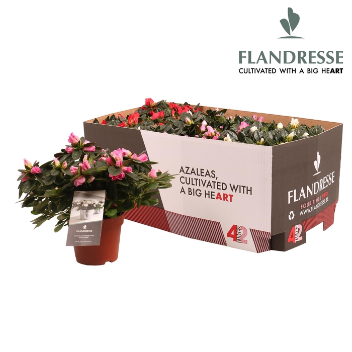 <h4>Azalea Flandresse® 'Four Times Two' 22 - 25 cm</h4>