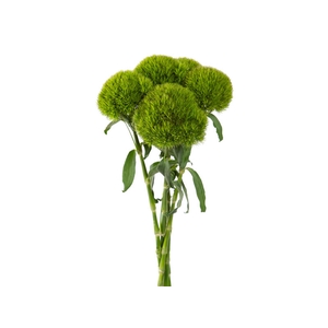DIANTHUS KIWI MELLOW 040 CM