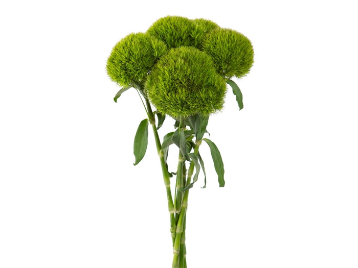 <h4>DIANTHUS KIWI MELLOW 050 CM</h4>