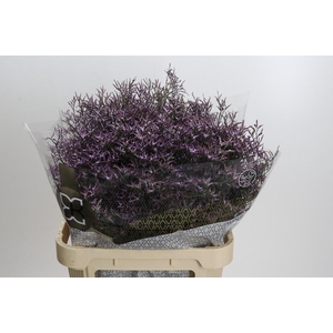 Limonium Safora Lilac