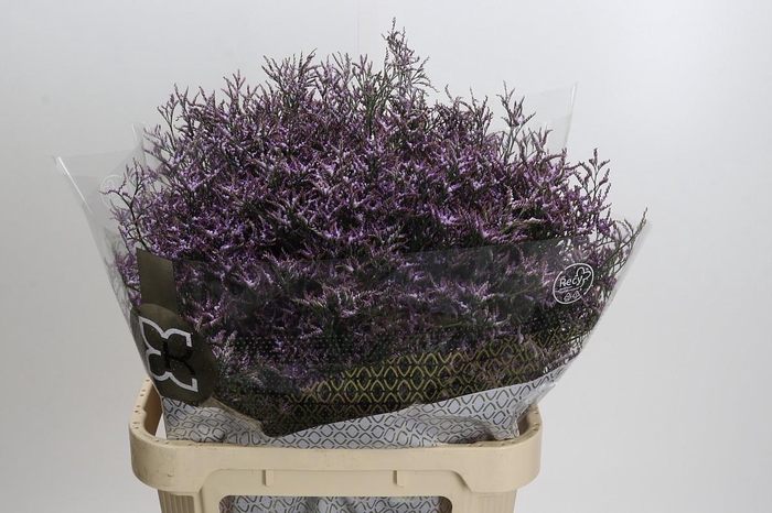 <h4>Limonium Safora Lilac</h4>